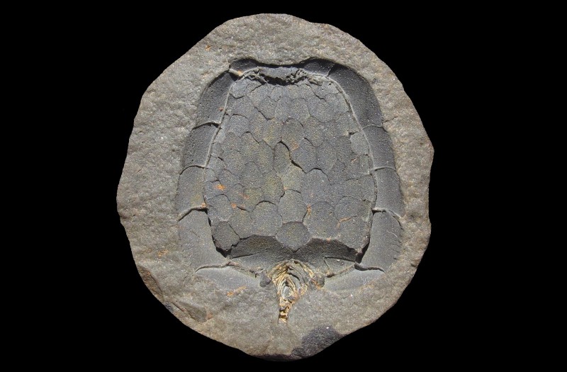 Trilobity nebrat, vše ostatní sebrat